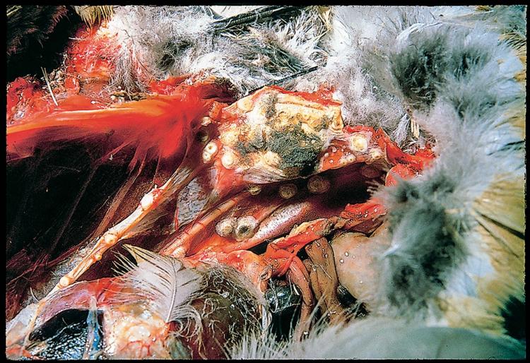 Bird infected with Aspergillosis