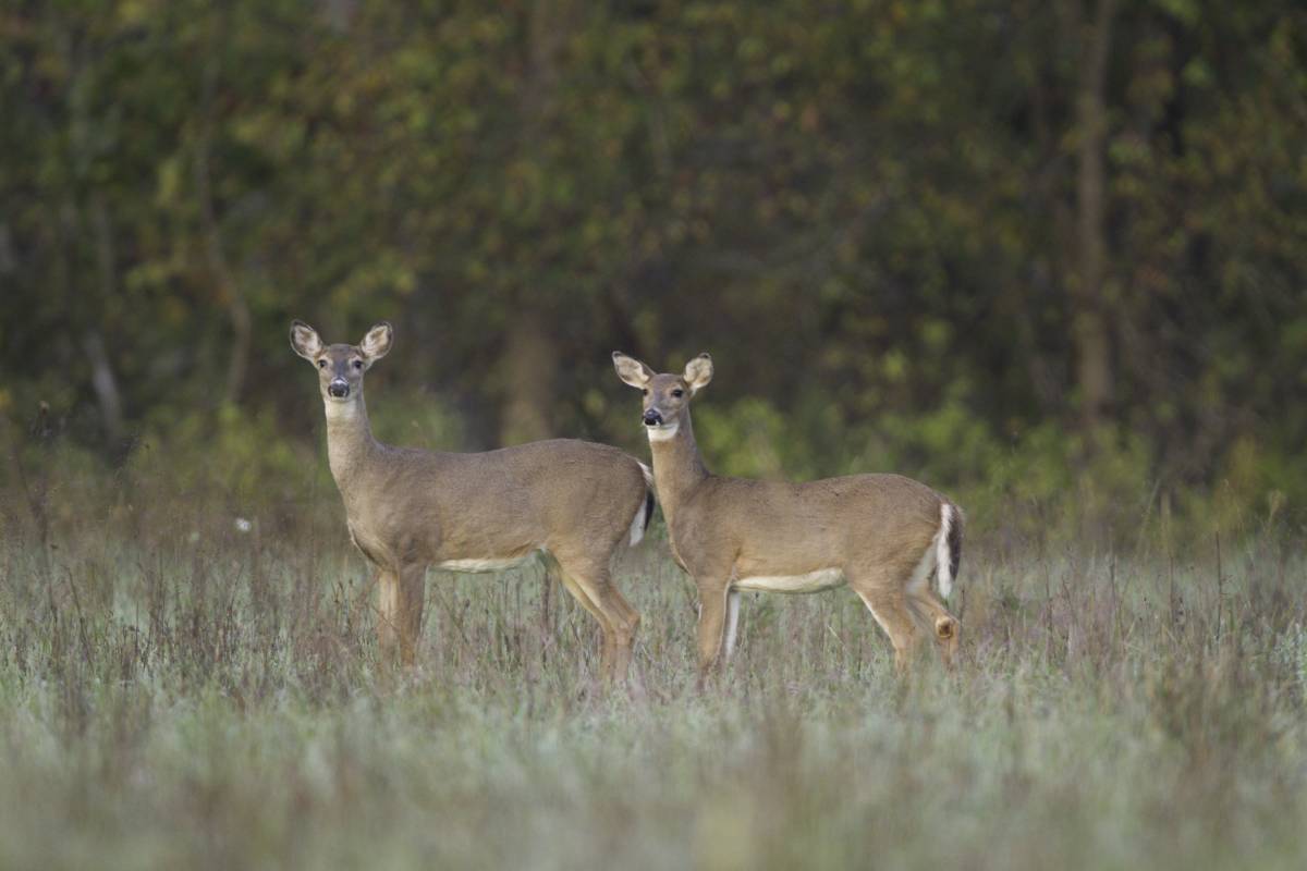 Two doe in a field