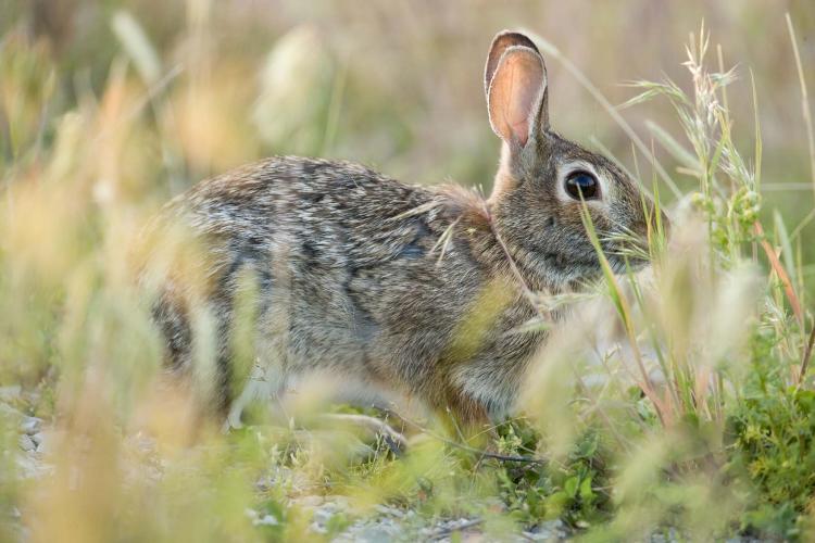 Cottontail rabbit