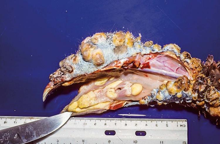 Avian Pox In A Wild Turkey