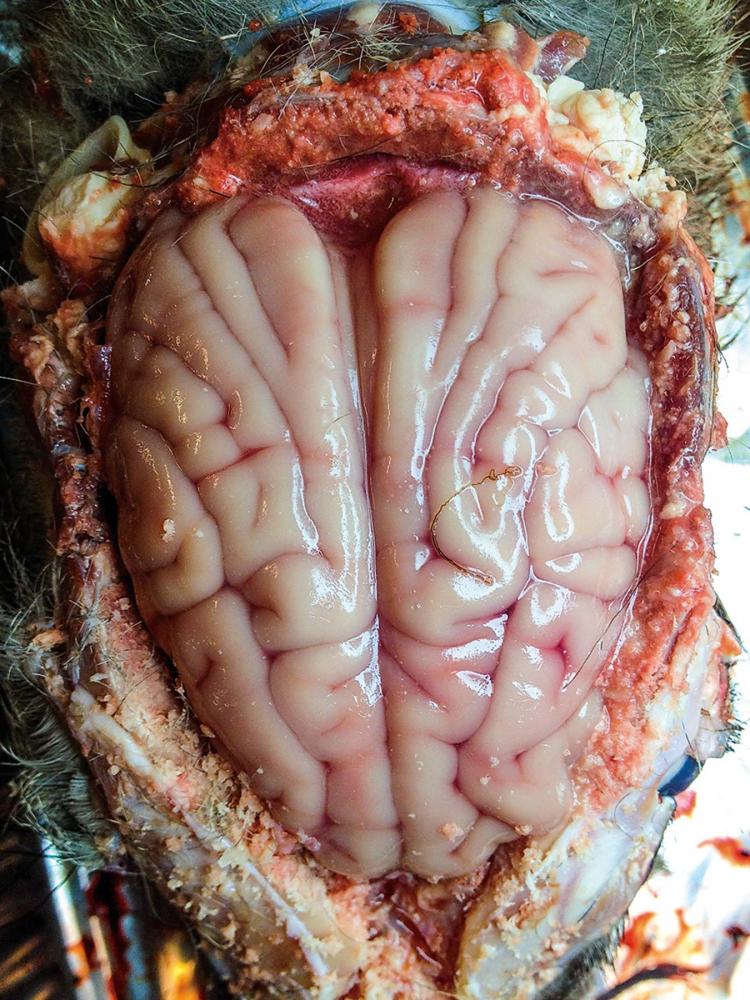 Brainworm