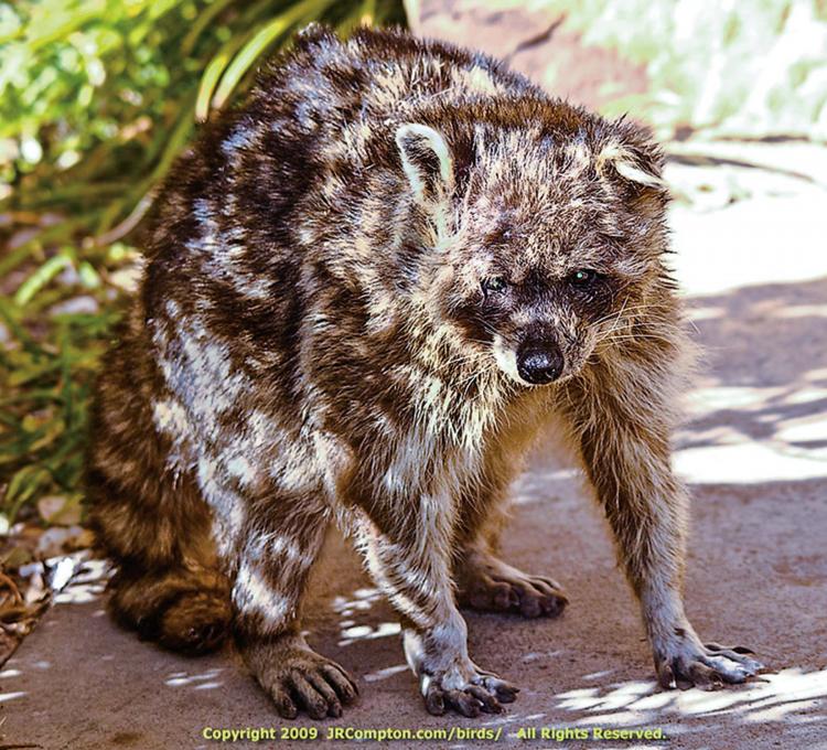 Raccoon with distemper