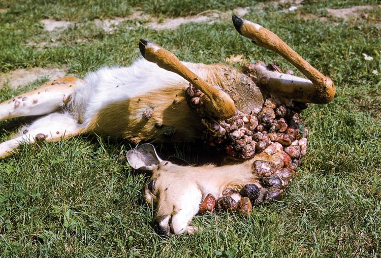 Deer infected with Fibromas, credit U.S. Geological Survey