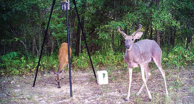 Deer suffering from hair loss syndrome, credit Jeremy Holtzer