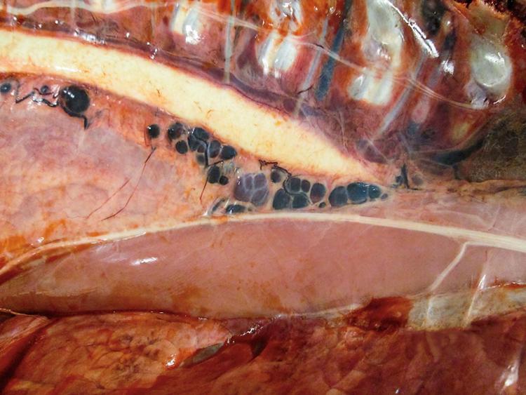 Closeup of Hemal Nodes