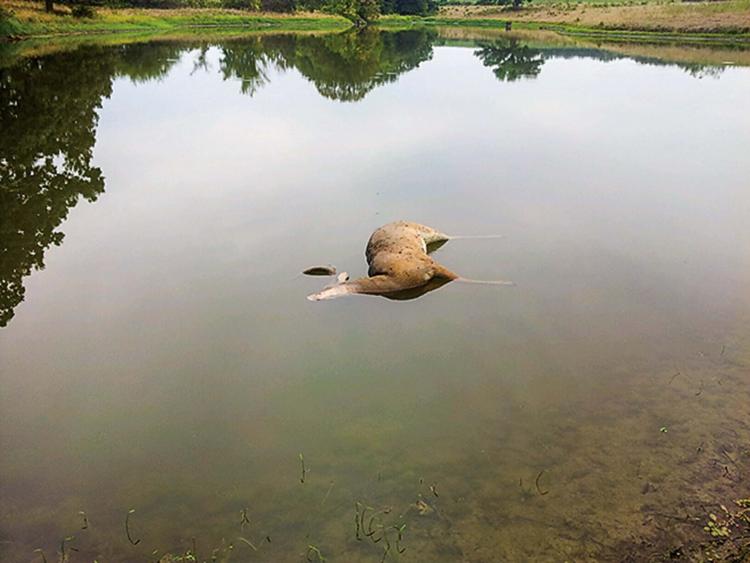 Deer in pond.