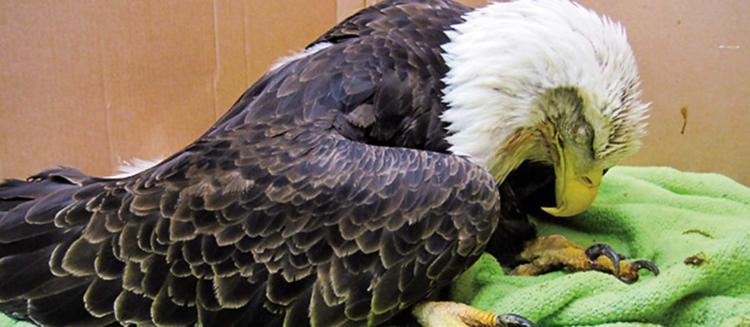 Poisoned eagle