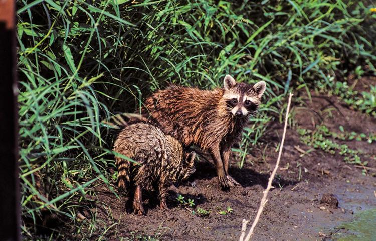 Raccoons at water edge.