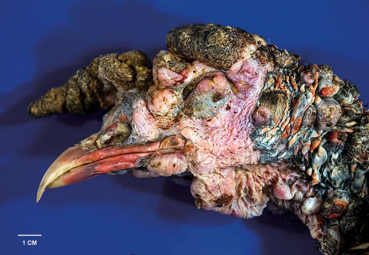 Closeup of turkey head with LPDV