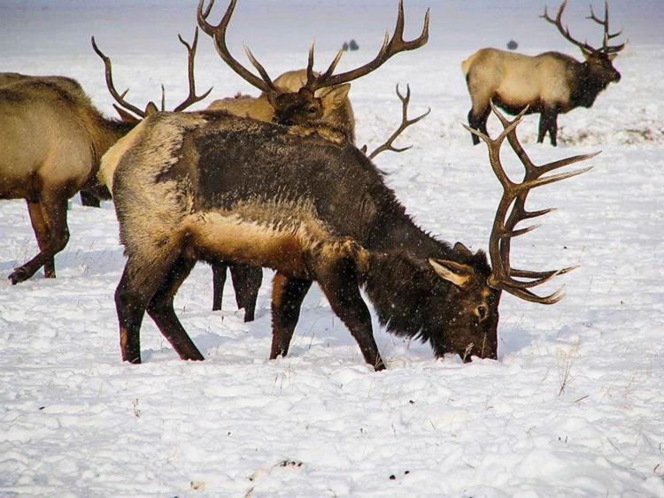 Elk with mange grazing in snow