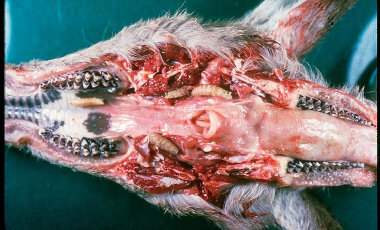 Deer jaws split to reveal nasal bots