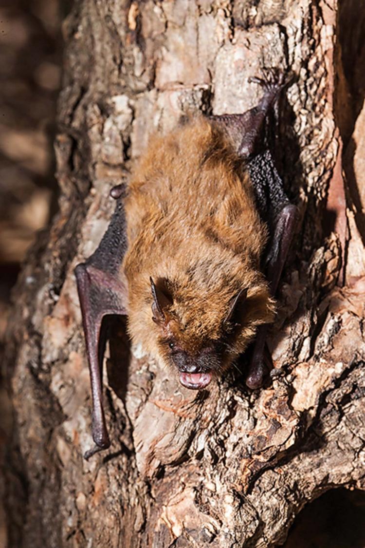 Big brown bat on tree