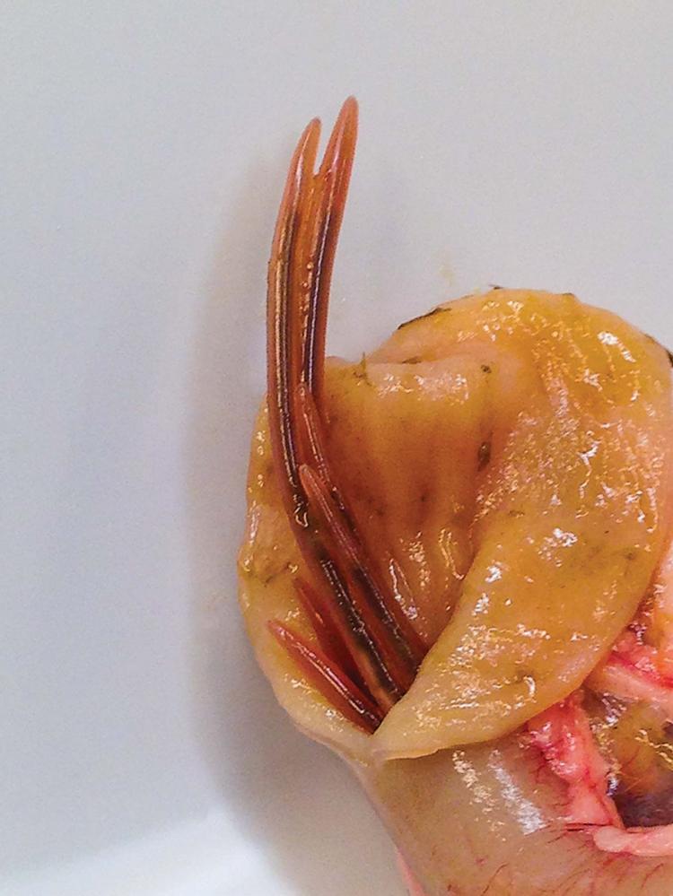 Closeup of raccoon intestine infected with raccoon ringworm