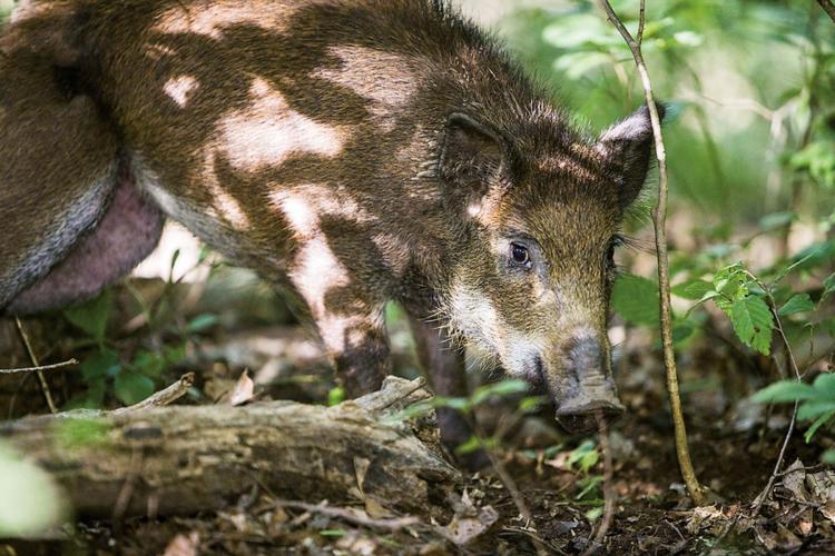 Feral hog rooting in the woods