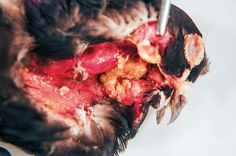 Infected pigeon