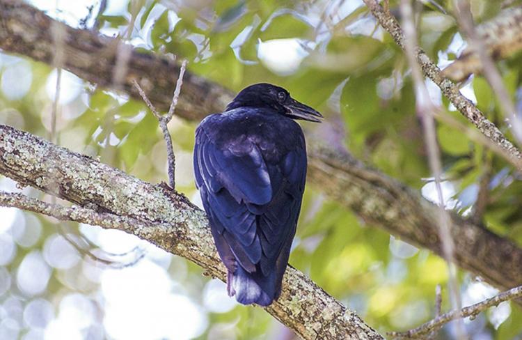 Crow perched on tree branch