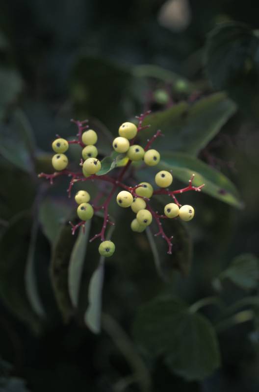 Gray dogwooed berries