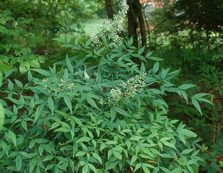 Heavenly bamboo with clusters of tiny white flowers and compound leaves