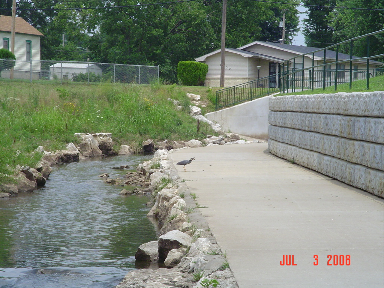 Small creek with grass on one side and sidewalk on other side; a night heron is eating a fish it just caught in the creek.