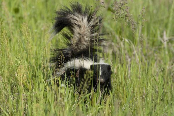 skunk