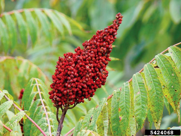 Smooth sumac seedhead and leaves