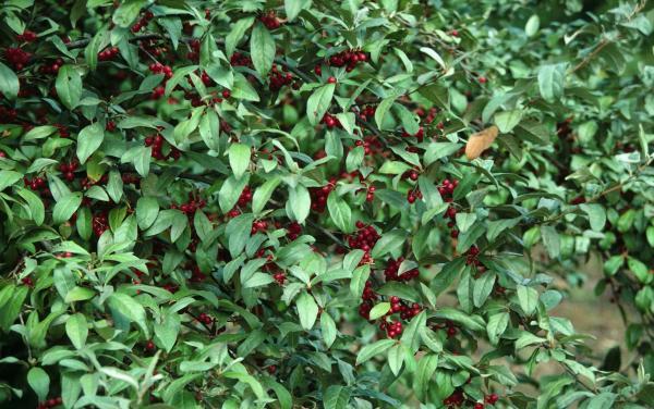 Autumn olive leaves and red fruits