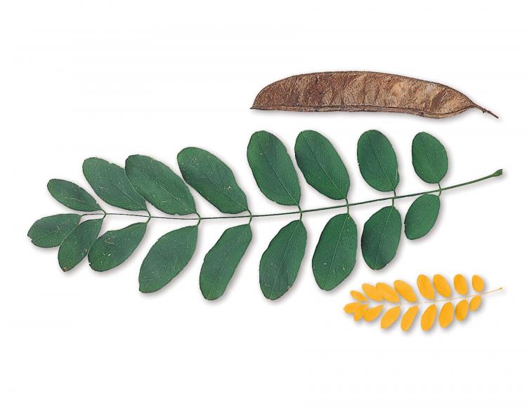 Black locust leaves and seed pod