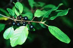 Buckthorn leaves and berries