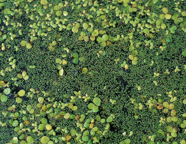 Duckweed and watermeal floating on water