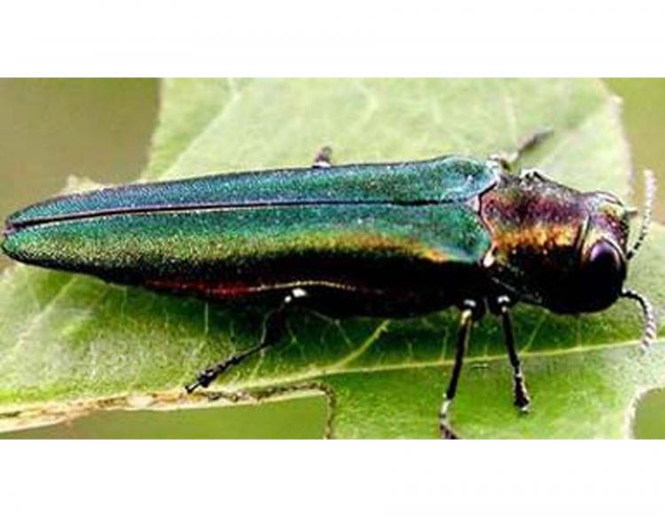 EAB
