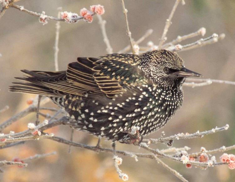 starling