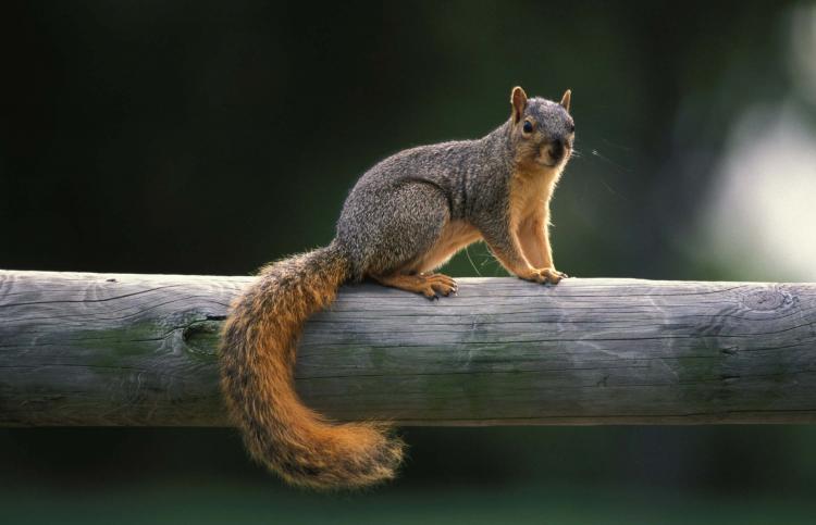 fox squirrel