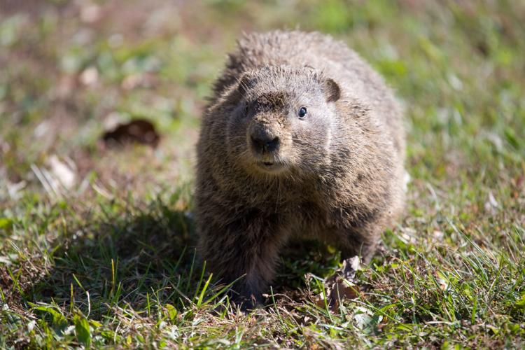 Groundhog