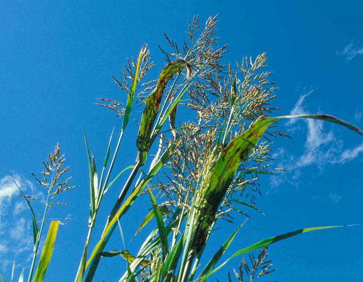 Johnson grass flowers 