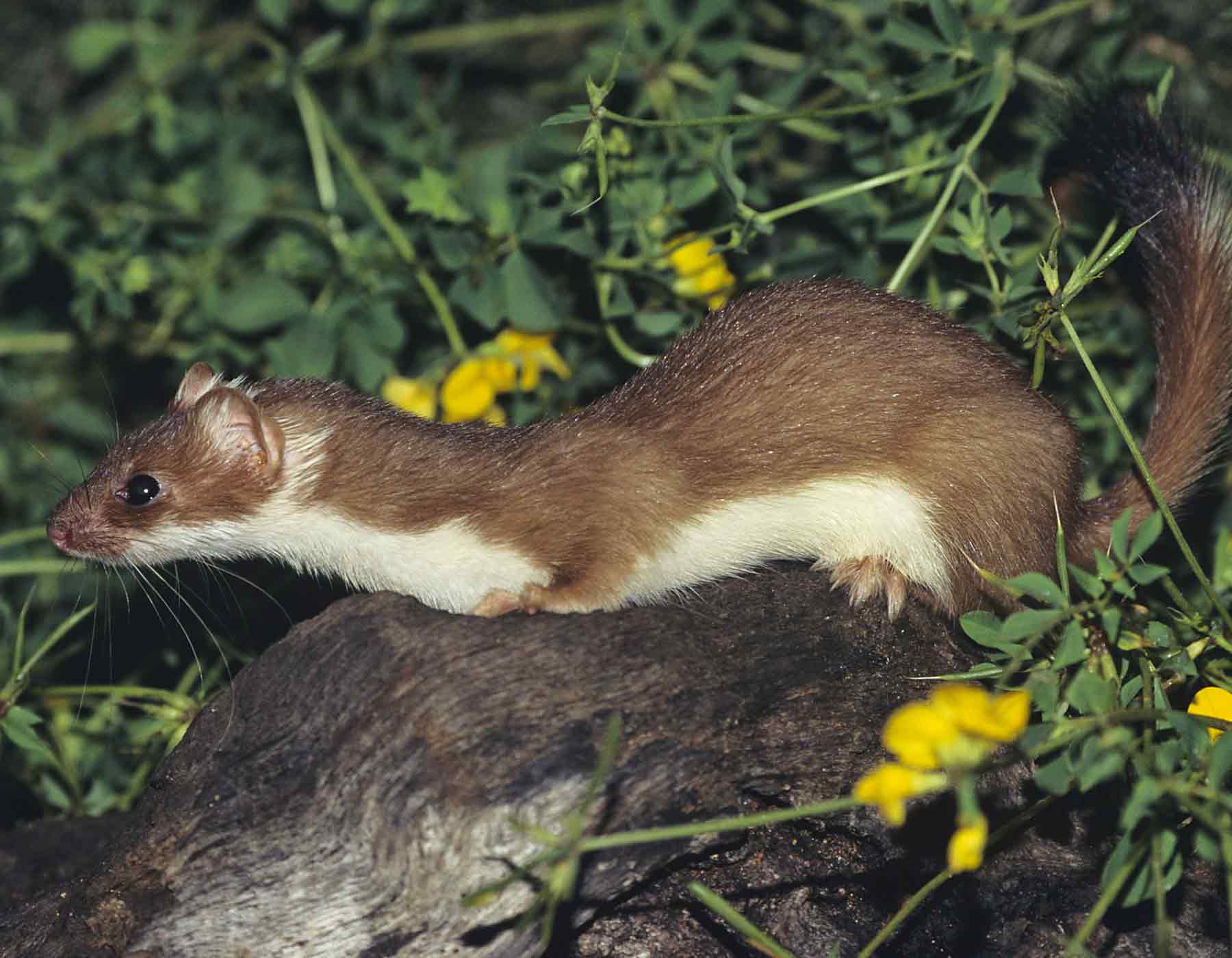 weasel