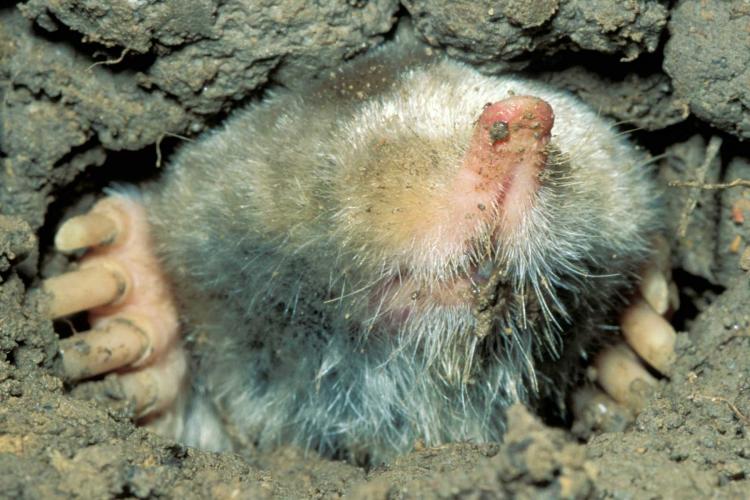 mole