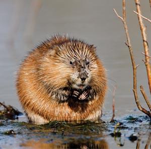 Muskrat