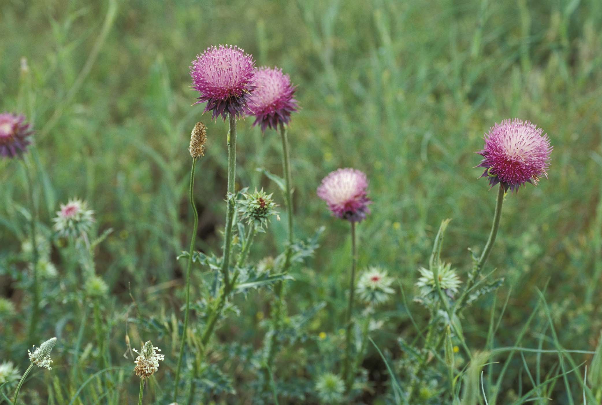 Musk thistle flowers