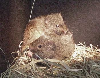 vole