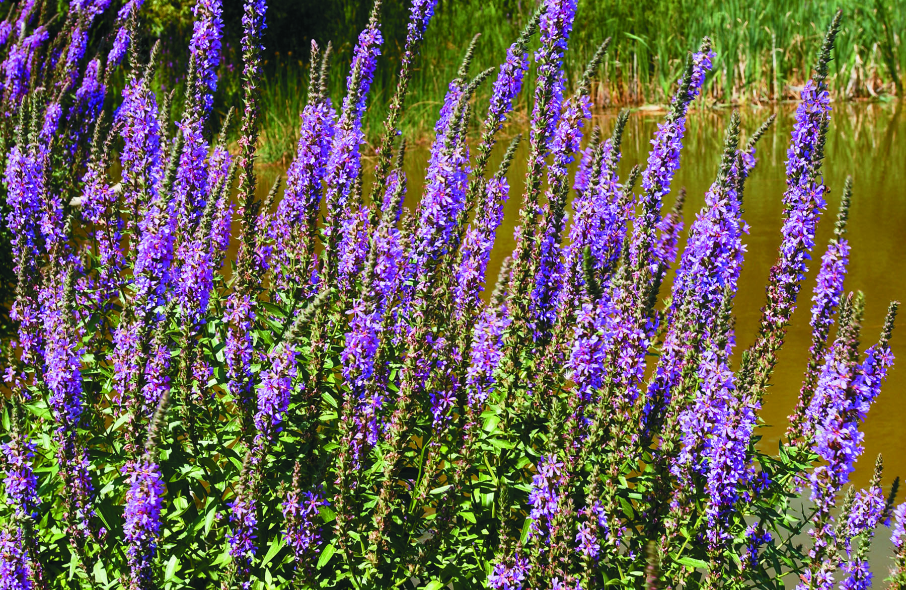 Patch of purple loosestrife flowers