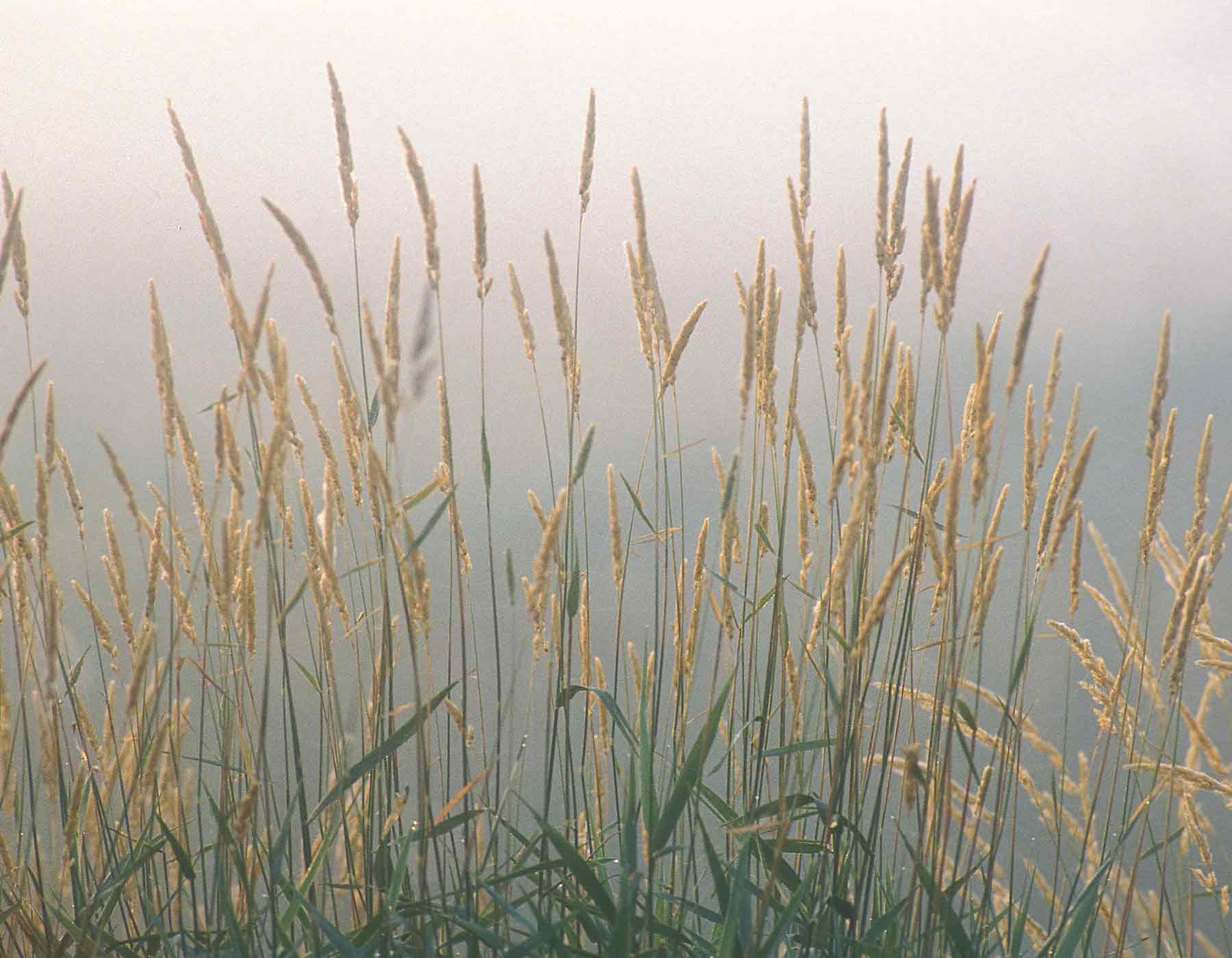 Reed canary grass seed heads