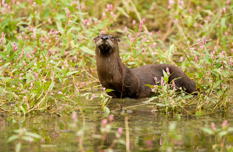 river otter