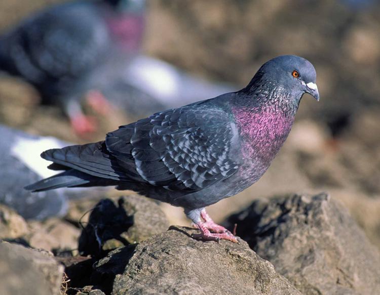 pigeon
