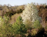 Callery pear trees in a field