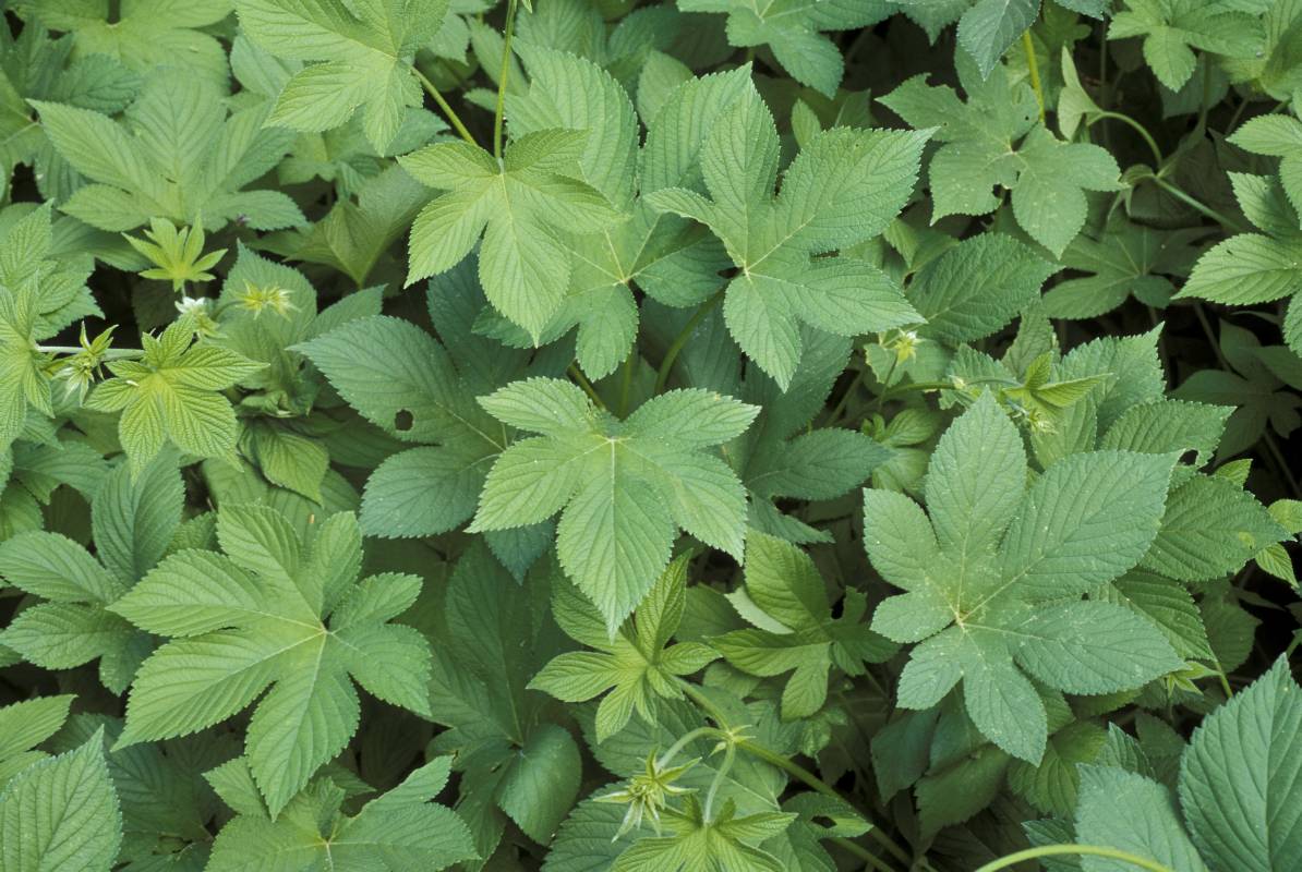 Leaves of Japanese hop