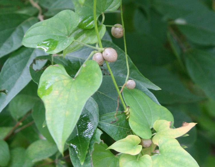 Vine with elongated heart-shaped leaves and small potato-like growth attached