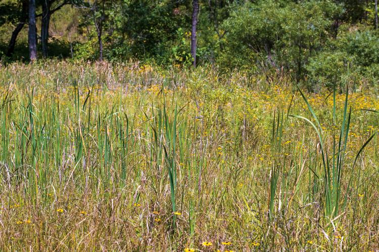 Open area with cattails, grasses, and yellow flowers