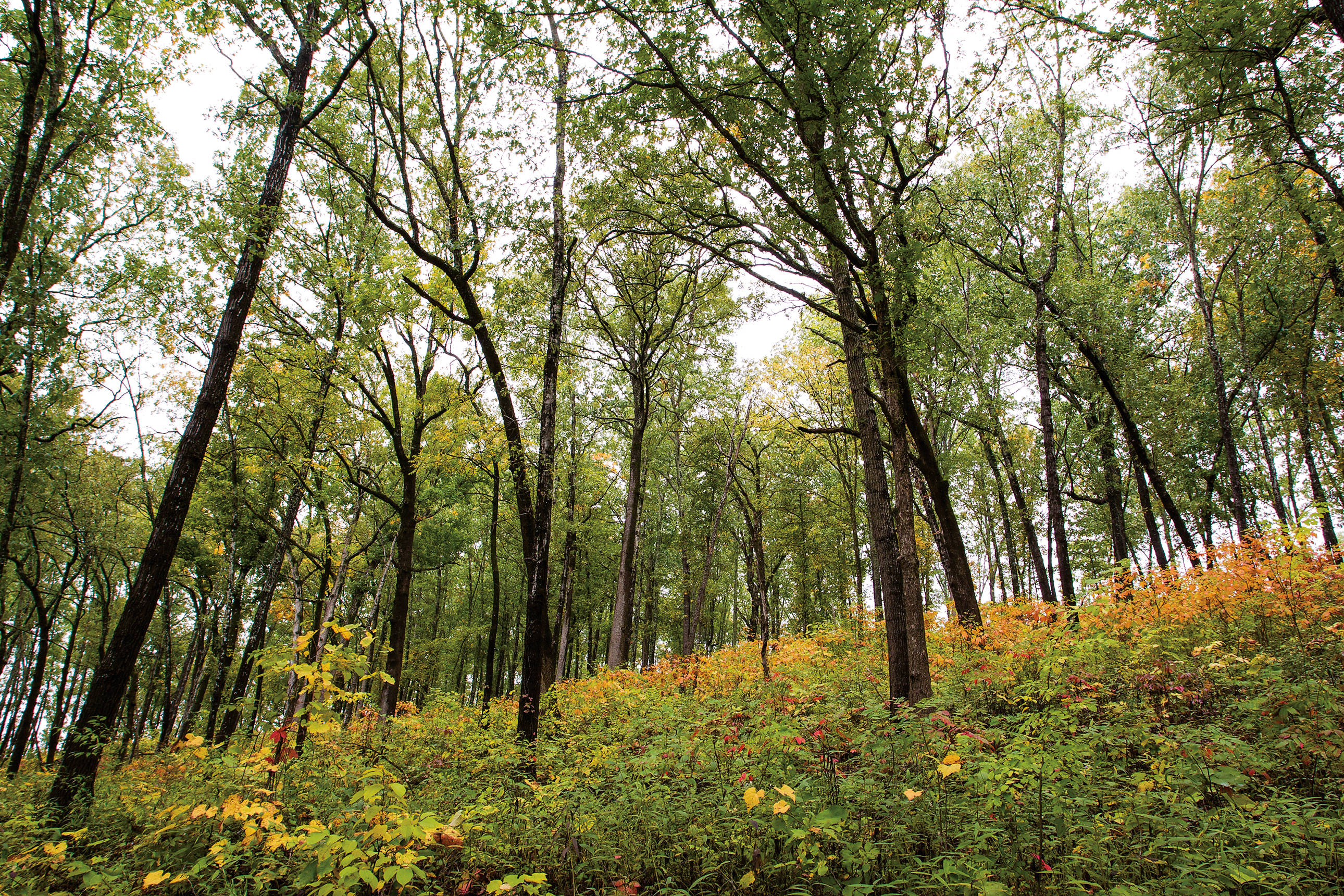 Wooded area with healthy understory growth between trees 