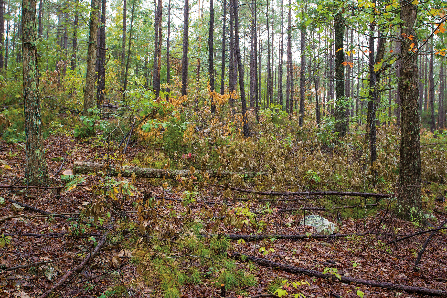 Forested area with small downed trees on the ground