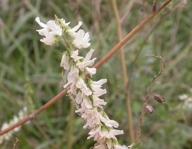Closeup of white sweet clover flower